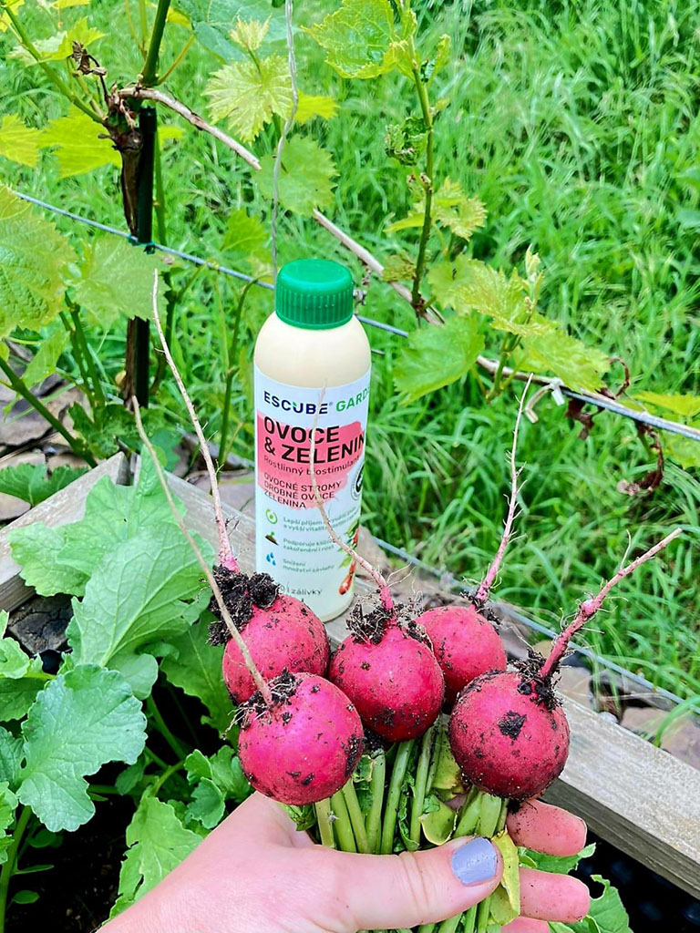 Ředkvičky 1_cz-cs--CZ